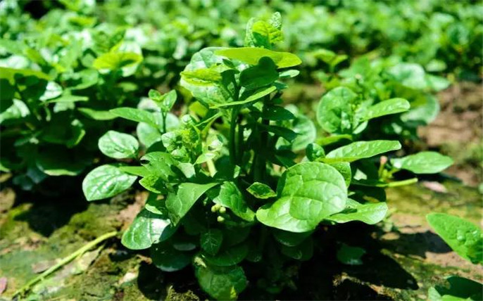 1524645267645988.jpg 66.jpg