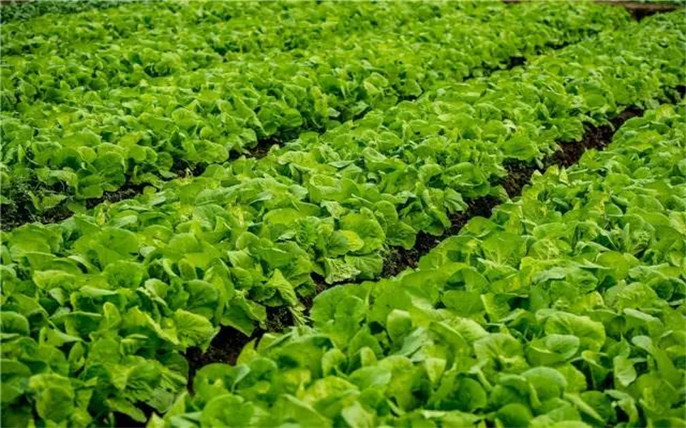 1524645283210057.jpg 67.jpg