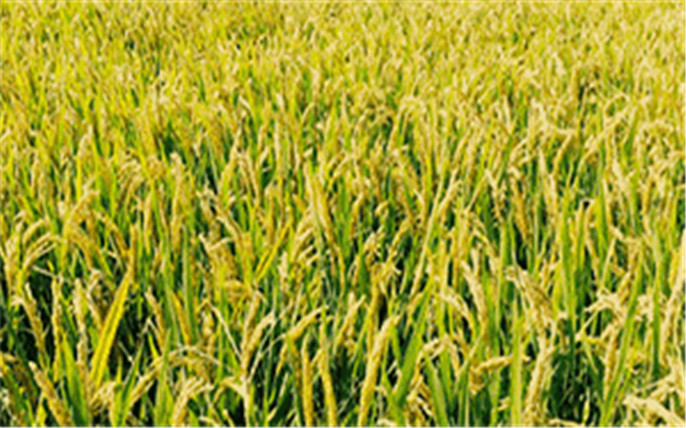 1527734677398660.jpg 5.jpg