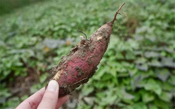 1527734695627622.jpg 6_副本.jpg