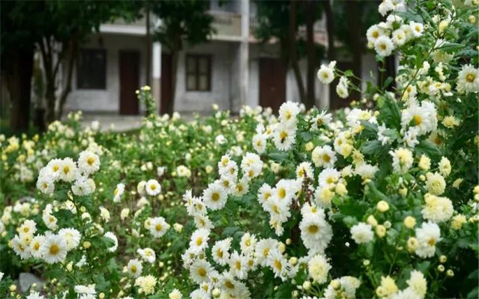 1527734707354639.jpg 8_副本.jpg