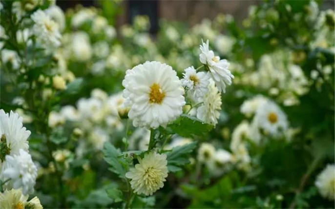 1527734714193027.jpg 9_副本.jpg