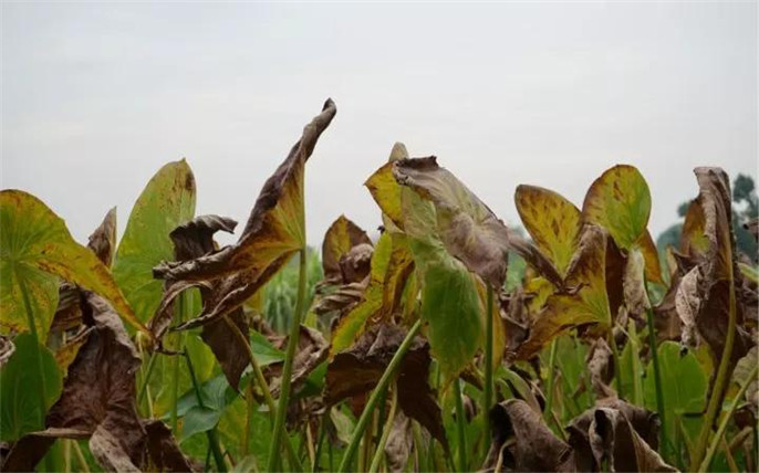 1527734725680753.jpg 10芋頭_副本.jpg