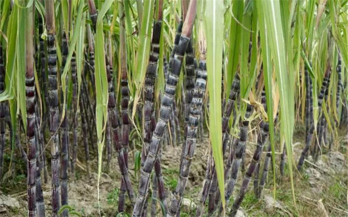 1527734733365584.jpg 11甘蔗_副本.jpg