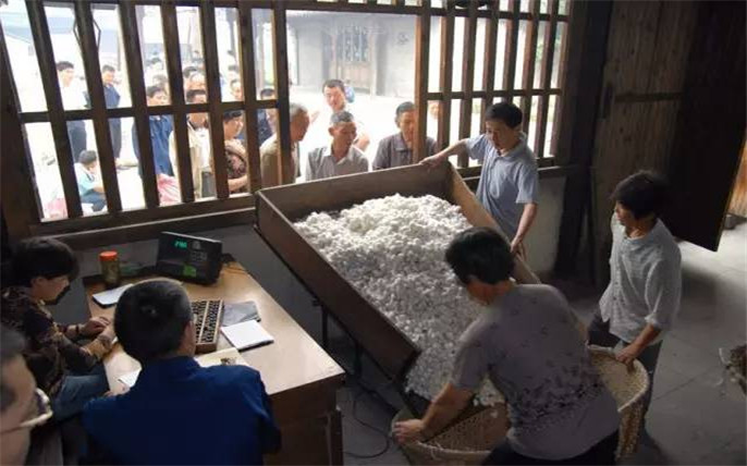 1527744020174639.jpg 14挑選繭子_副本.jpg