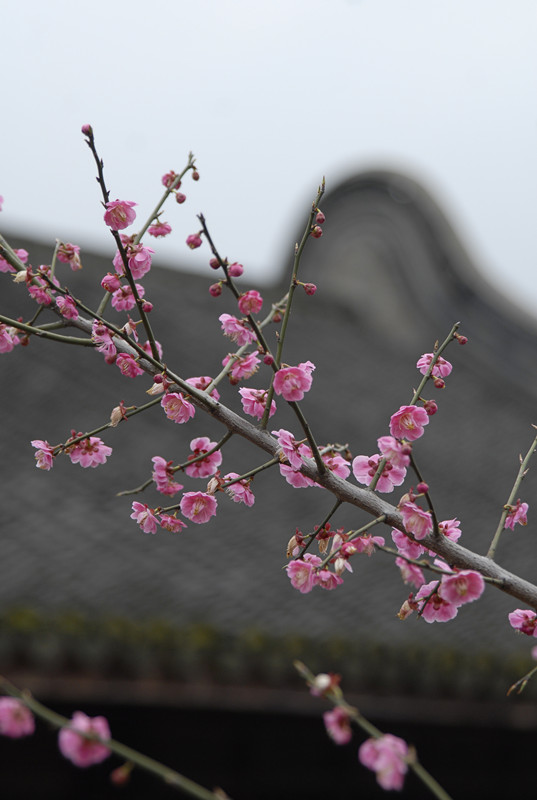 1527745280835215.jpg 3_副本.jpg