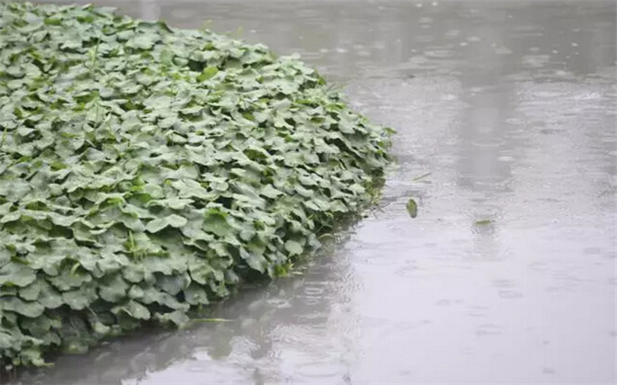 1527762886617631.jpg 9_副本.jpg