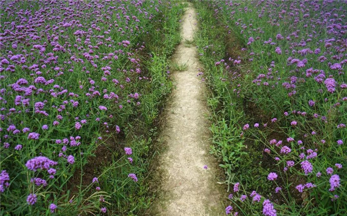 1531015001835254.jpg 7_副本.jpg