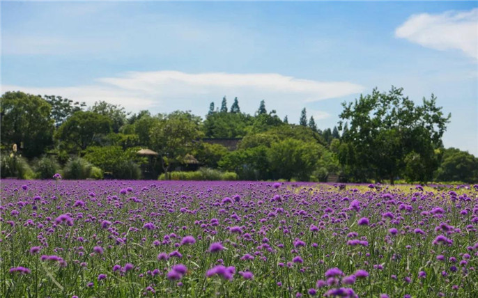 1531015006900231.jpg 8_副本.jpg