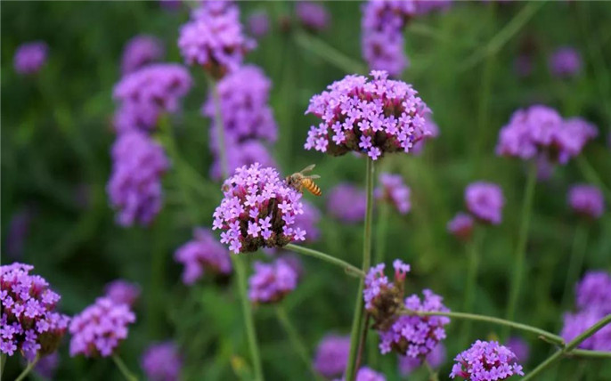 1531015015764853.jpg 10_副本.jpg