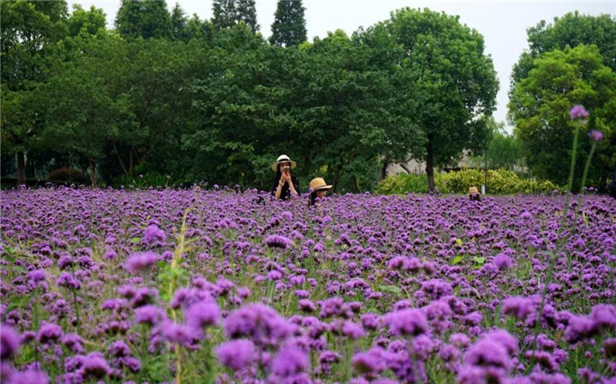 1531015020337743.jpg 11_副本.jpg