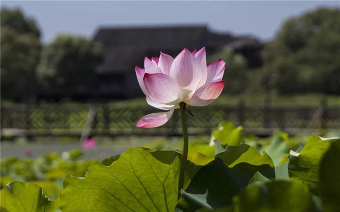 1531015095964658.jpg 12_副本.jpg