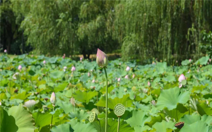 1531015110642645.jpg 15_副本.jpg