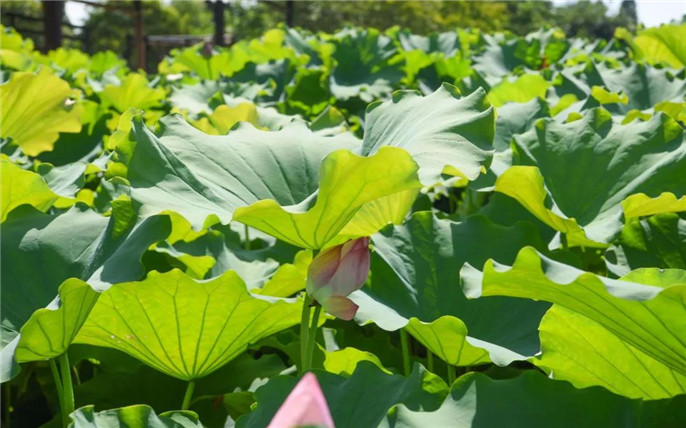 1531015113100099.jpg 16_副本.jpg