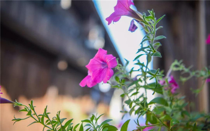 1531015475617333.jpg 23_副本.jpg