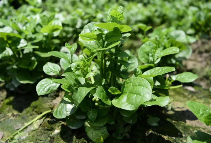 1546045601895016.jpg 27_副本.jpg