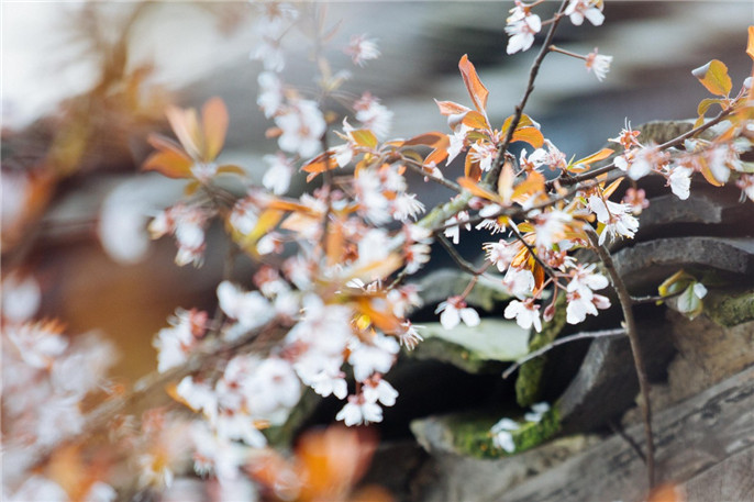 1552092009816478.jpg 微信圖片_20190309083623.jpg