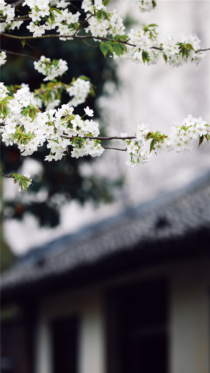 1554685305627477.jpg 微信圖片_20190408085525.jpg