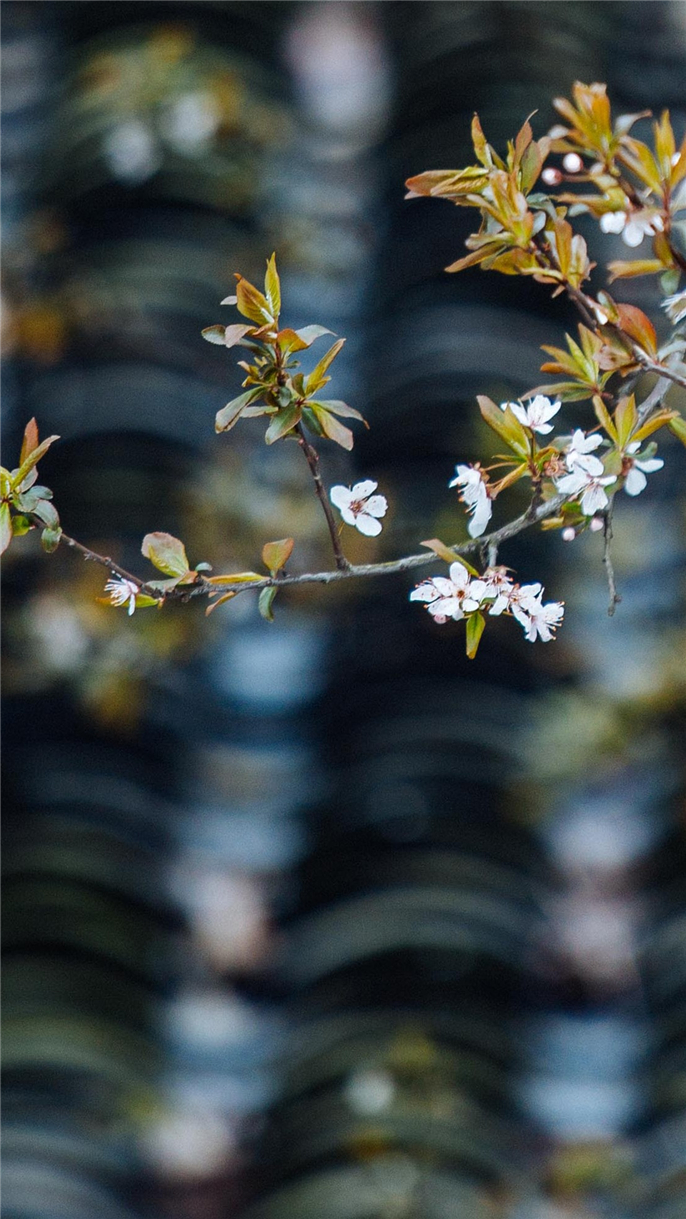 1554685360992983.jpg 微信圖片_20190408085542.jpg