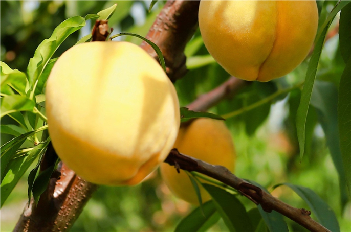 1565309135812493.jpg 微信圖片_20190809080242.jpg