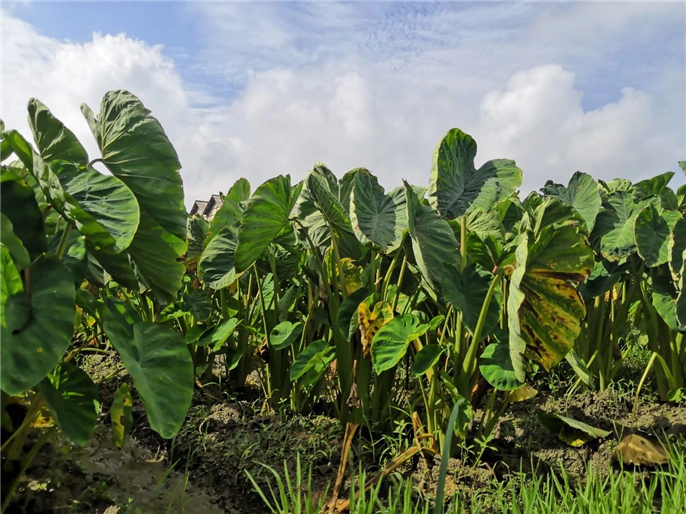 1568943990434300.jpg 微信圖片_20190920093416.jpg