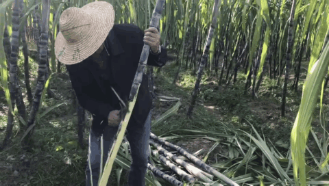 1573802466243820.gif 微信圖片_20191115144808.gif