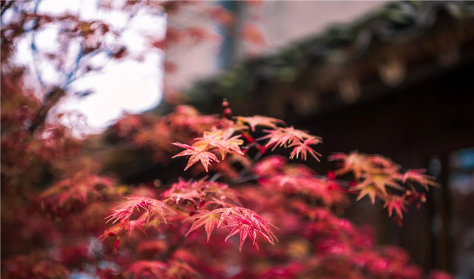 1603067435887772.jpg WeChat Image_20201019081613.jpg