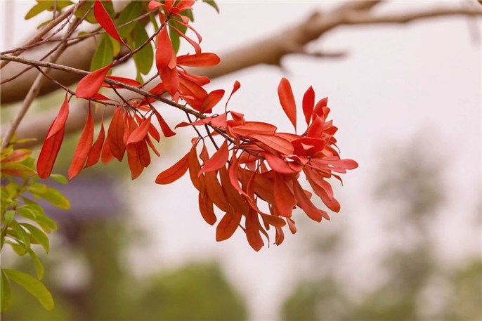 1603067468356507.jpg WeChat Image_20201019081621.jpg