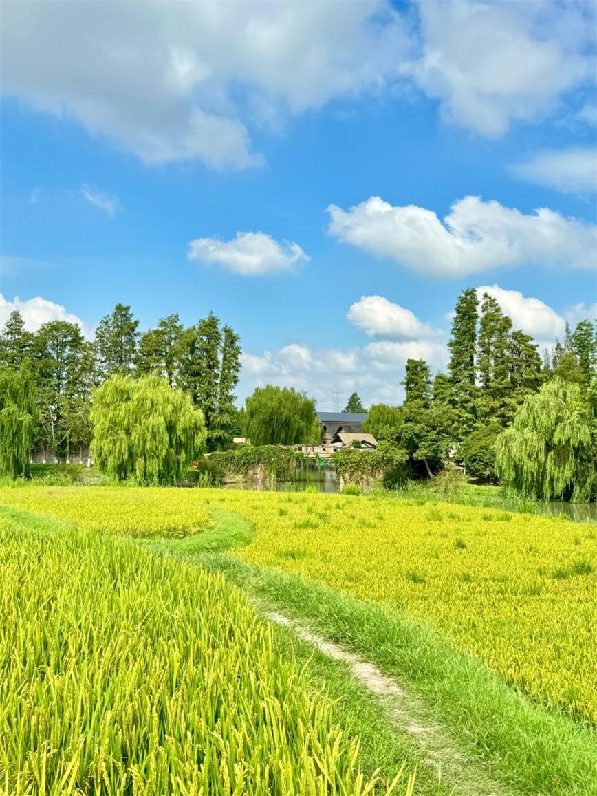 秋天的烏村，堪稱秋日旅行天花板??！_3_烏村Village_來自小紅書網(wǎng)頁版.jpg
